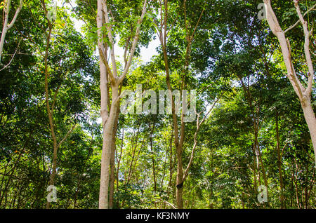 Struttura in gomma giardino in thailandia.gomma prodotti di trasformazione di un cuscino di gomma. Foto Stock