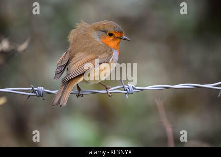 Un robin appollaiato sul filo spinato Foto Stock