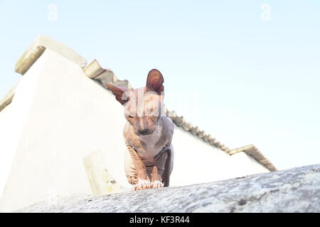 Gatto di razza sphynx siede sulla strada Foto Stock