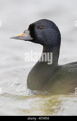 Comune (Orchetto Melanitta nigra), maschio adulto close-up Foto Stock