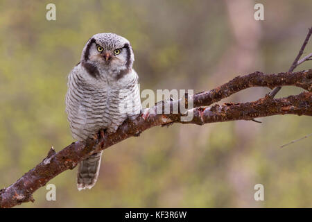 Hawk-Owl settentrionale (surnia ulula), Adulto appollaiato su un ramo Foto Stock