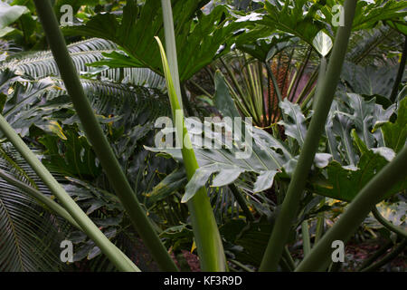 Monstera deliciosa foglie. robusto verde grande pianta della foresta pluviale con frutti Foto Stock