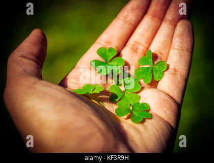 Azienda trifogli Foto Stock