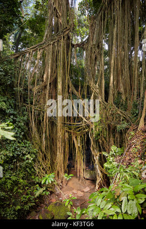 Radici aeree nel Santuario della Foresta Sacra delle scimmie. Ubud, Bali, Indonesia. Foto Stock