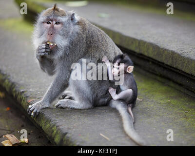 Macaque a coda lunga (Macaca fascicularis) con il suo bambino. Sacro Santuario Della Foresta Delle Scimmie, Ubud, Bali, Indonesia. Foto Stock
