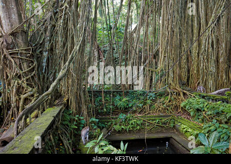 Piscina Di Santo Spring Nel Santuario Della Foresta Di Scimmia Sacra. Ubud, Bali, Indonesia. Foto Stock