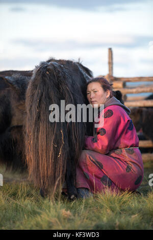 Di mezza età donna mongola mungitura un nero e colorato di bianco yak nel nord della Mongolia. khuvsgol, Mongolia. Foto Stock