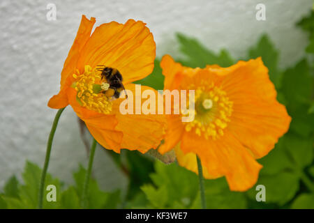 Bumble Bee visitando il legno di papavero - Il fuoco selettivo (stylophorum diphyllum) Foto Stock