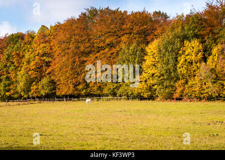 Cavallo al pascolo su terreni adibiti a pascolo in autunno paesaggio rurale. paesaggio naturale con un sacco di foglie colorate. kashubia, Polonia settentrionale. Foto Stock