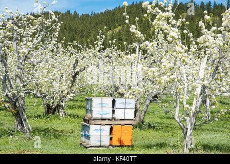 Api diligenti nei pressi di Leavenworth - le api sono nel frutteto. Gli apicoltori affittare alveari, il bianco e il giallo scatole in questo colpo vicino a Leavenworth. Foto Stock