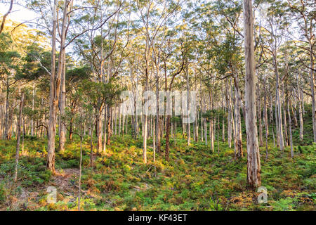 Karri alberi che crescono in Boranup Forest in Leeuwin Naturaliste Parco Nazionale. Vicino al Fiume Margaret, Australia occidentale Foto Stock