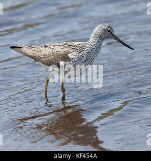 Comune (greenshank tringa nebularia), Adulto, inferiore mori, st Mary isole Scilly, UK. Foto Stock