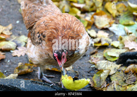 Pollo DOMESTICO (Gallus gallus domesticus) mangiare apple. Foto Stock