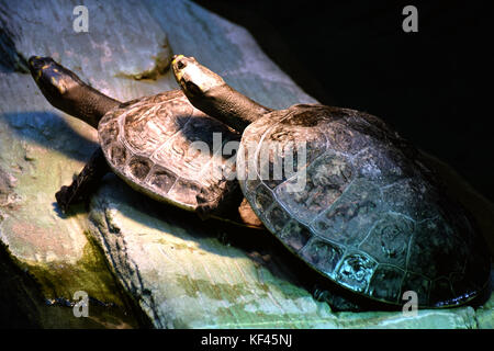 Giallo-macchiato il fiume del Amazon tartaruga (Podocnemis unifilis) Foto Stock
