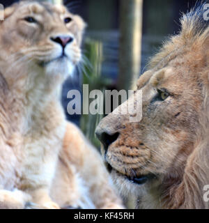 Leone e leonessa. asiatico ritratto lions. maschio su primo piano vista laterale e femmina su sfondo. Foto Stock