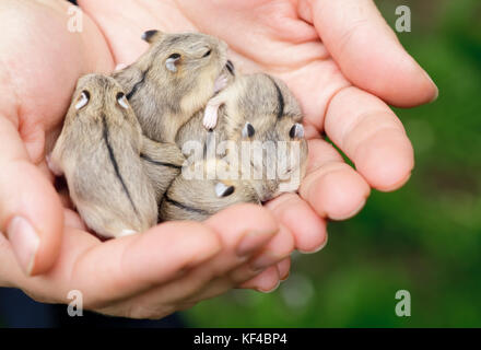 Close-up di baby criceti essendo mantenuto in mani Foto Stock