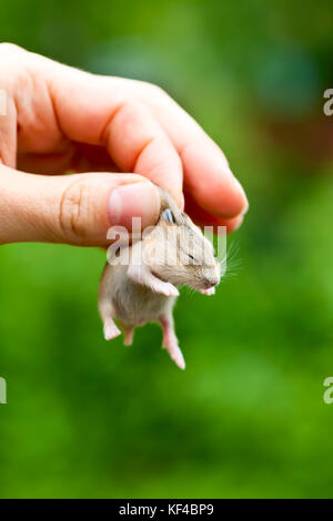 Close-up di baby hamster essendo tenuto a mano Foto Stock