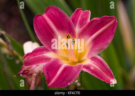 Hemerocallis Cherry guance Foto Stock