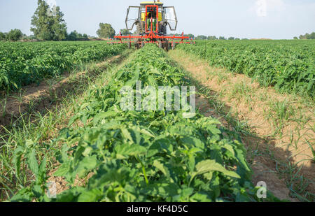 Il trattore la spruzzatura di pesticidi su giovani piante di pomodoro. Estremadura, Spagna Foto Stock