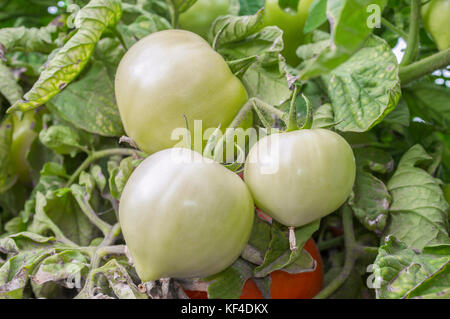 Pomodori verdi sulla pianta a farm locale. Agricoltura sostenibile produzione Foto Stock