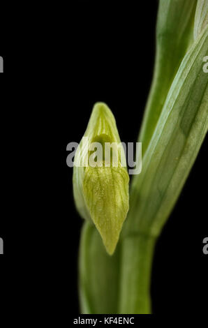 Primo piano su di un fiore di una rara forma hypochromic della selvaggia piccola linguetta fiorito orchidea (serapias parviflora) isolati contro uno sfondo nero. vil Foto Stock