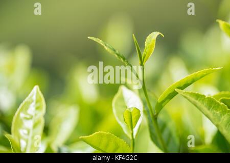 Fotografia di close-up di pianta del tè Foto Stock