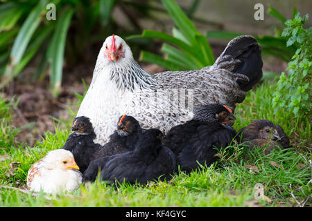 Una femmina di pollo guarda dopo i suoi pulcini in un giardino in Nuova Zelanda Foto Stock