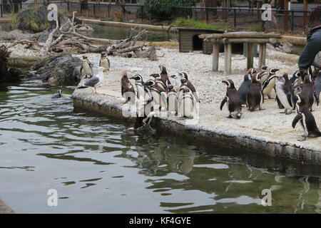 Gli animali in san francisco zoo Foto Stock