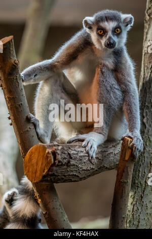 Anello di scimmia-tailed lemur (Lemur catta). La vita selvatica animale. Foto Stock