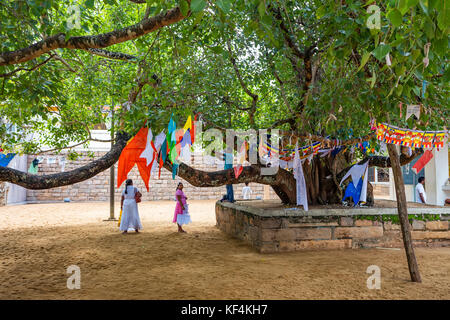 Anuradhapura, sri lanka - Novembre 2013: Sacra bodhi tree Foto Stock