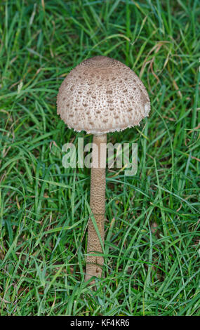 Giovani Parasol (fungo Macrolepiota procera) Foto Stock