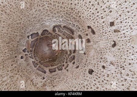 Tappo di macro di Parasol (fungo Macrolepiota procera) Foto Stock