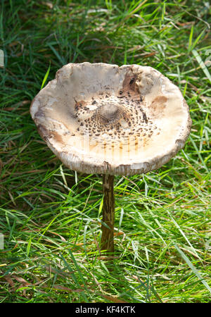 Ombrellone di funghi (Macrolepiota procera) Foto Stock