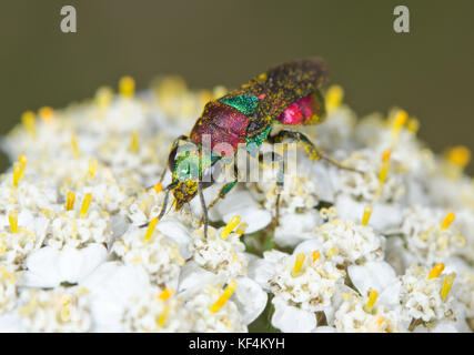 Ruby o codato Cuckoo Wasp (Hedychrum niemelai) Close-up della femmina. Sussex, Regno Unito Foto Stock