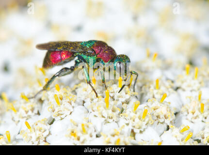 Ruby o codato Cuckoo Wasp (Hedychrum niemelai) alimentazione su Yarrow nel Sussex, Regno Unito Foto Stock