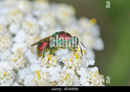 Femmina di Ruby-tailed o cuculo Wasp (Hedychrum niemelai) nectaring Foto Stock