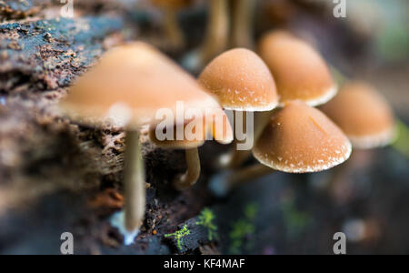 Moncone comune brittlestem (psathyrella piluliformis) cresce su legno morto Foto Stock