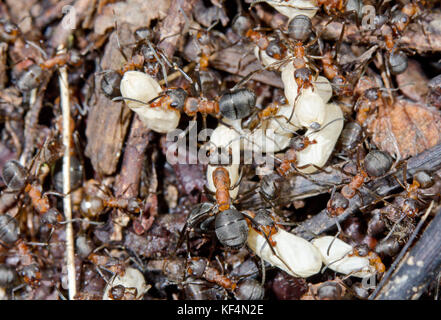 Lavoratore formiche di legno (formica rufa) nel nido con bozzoli di covata, Sussex, Regno Unito Foto Stock