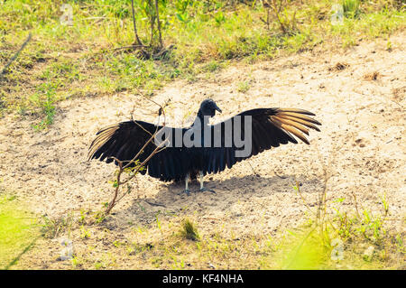 Avvoltoio nero Coragyps Atratus con ali aperte prendendo il sole su un suolo sabbioso del Pantanal in Brasile. Foto Stock