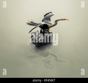 Biguatinga uccello con ali aperte su di essiccazione al sole su un ceppo di albero circondata dalle acque di un lago nel Pantanal, Brasile. Bird noto come Anhinga anhinga w Foto Stock