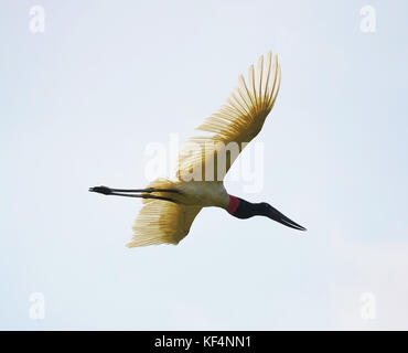 Tuiuiu uccello volo libero sul Pantanal, Brasile. Foto Stock