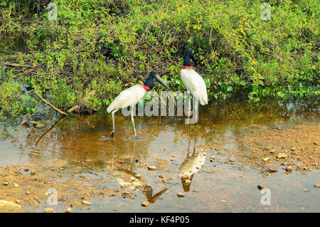 Due uccelli Tuiuiu sulle zone umide del Pantanal, Brasile. Grande Uccello bianco con striscia rossa sul collo e testa nera. Foto Stock