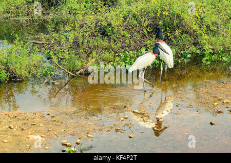 Due uccelli Tuiuiu sulle zone umide del Pantanal, Brasile. Grande Uccello bianco con striscia rossa sul collo e testa nera. Foto Stock