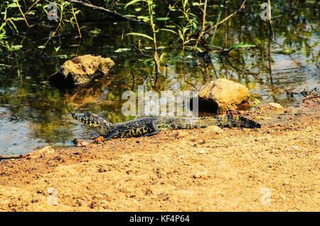 Alligatore cub sulla riva del lago di una zona umida regione nel Pantanal, Brasile. Foto Stock