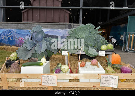 Alaska state Fair, cibo, Prodotti, verdure, Palmer, Alaska, Stati Uniti, agricoltura, verdura gigante, verdura enorme, verdura grande, cavolo, zucca Foto Stock