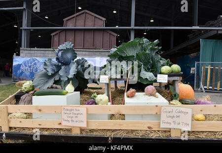 Alaska state Fair, cibo, Prodotti, verdure, Palmer, Alaska, Stati Uniti, agricoltura, verdura gigante, verdura enorme, verdura grande, cavolo, zucca Foto Stock