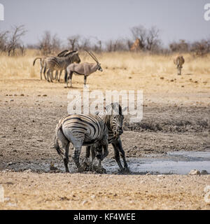 Zebra stalloni combattimenti nella savana della Namibia Foto Stock