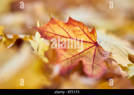 Motivi di autunno lascia sul terreno, macro close up Foto Stock