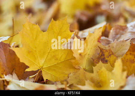 Motivi di autunno lascia sul terreno, macro close up Foto Stock