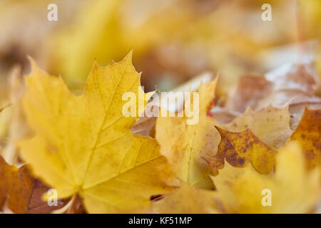 Motivi di autunno lascia sul terreno, macro close up Foto Stock